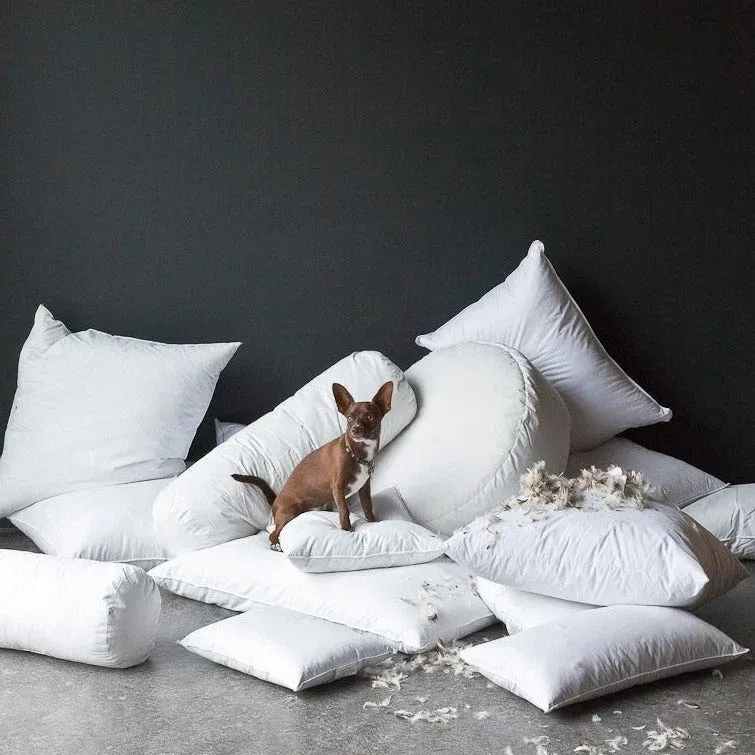 Small brown dog perched atop scattered white Bella Notte down pillow inserts, various sizes.